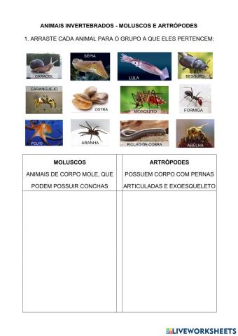 Moluscos e artrópodes
