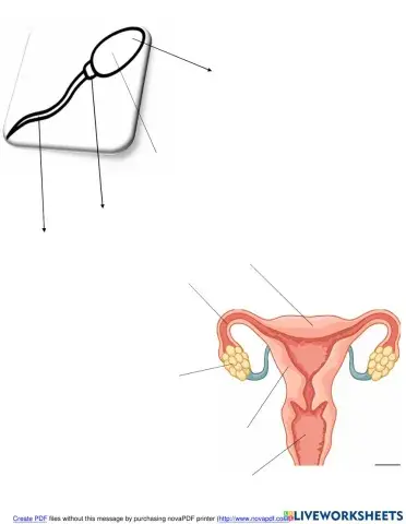 Embarazo partes del aparato menstruacion ciclo ovario