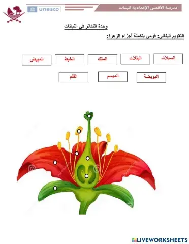 تركيب الزهرة النموذجية