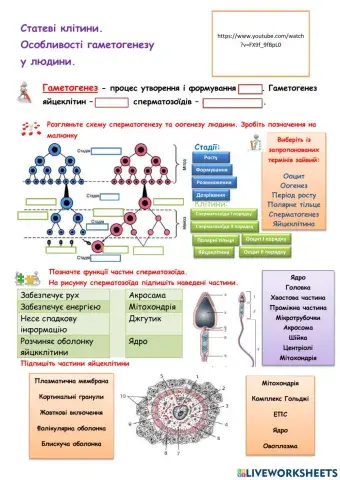 Статеві клітини.  Особливості гаметогенезу  у людини.
