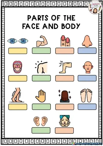 Parts of the face and body