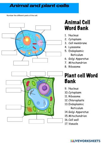 Plant and animal cell structures