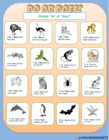 Do Does Multiple Choice