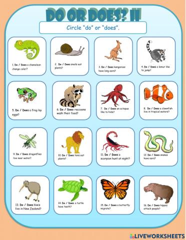 Do Does Multiple Choice 2