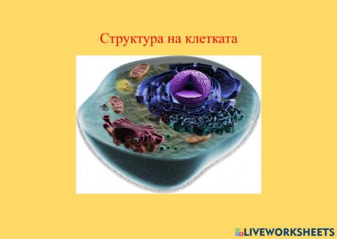 Структура на клетката