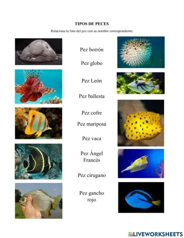Tipos de peces