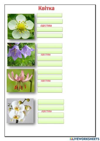 Квітка Суцвіття