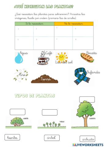 Plantas, tipos y necesidades