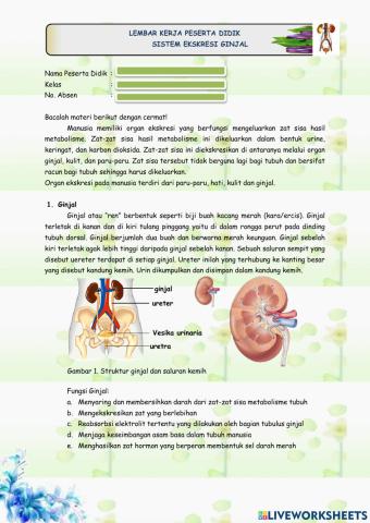 Sistem Eksresi Ginjal