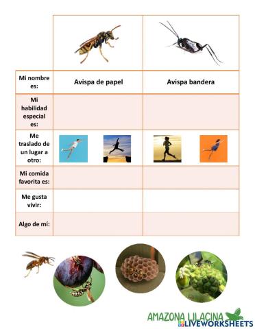 Conociendo a mis amigos silvestres: Avispas