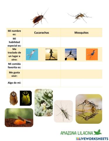 Conociendo a nuestros vecinos silvestres: Cucarachas y mosquitos