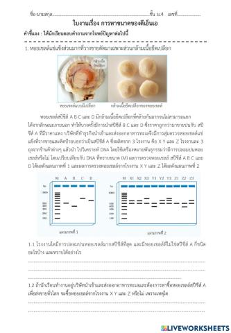 การหาขนาดของ dna ม.4