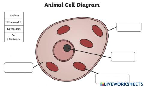 Cell structure