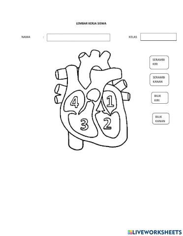 Sistem peredaran darah