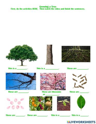 Growing a Tree Vocabulary