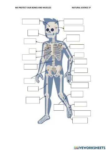 Bones and muscles
