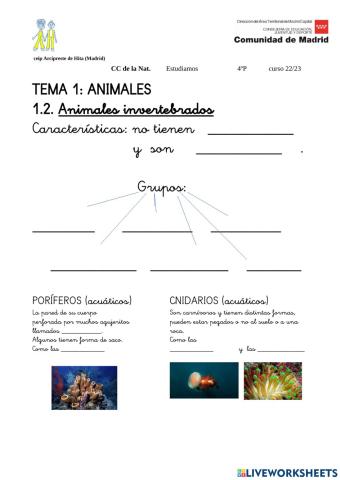 A.I.poríferos y cnidarios