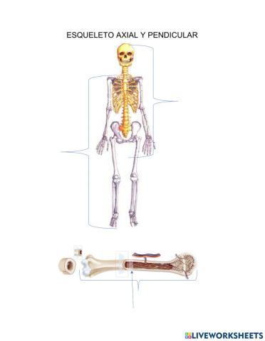 Division del Esqueleto