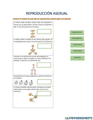 Reproducción asexual