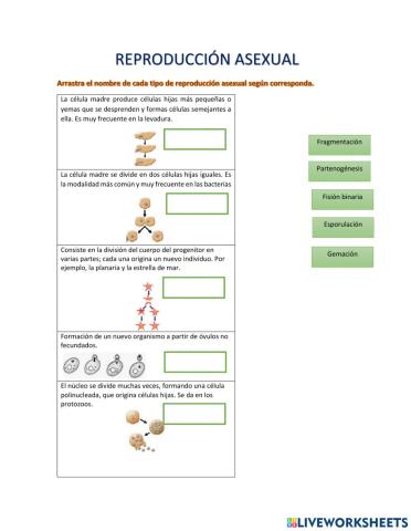 Reproducción asexual