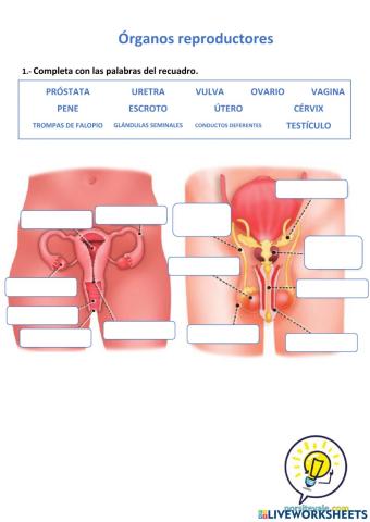 Órganos reproductores