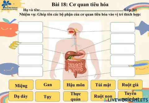 Phiếu học tập tìm hiểu cơ quan tiêu hóa
