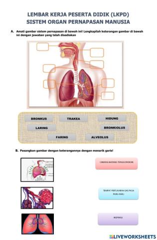 Lembar Kerja Sistem Pernapasan Manusia