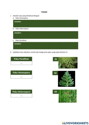 Tugas Metagenesis Paku