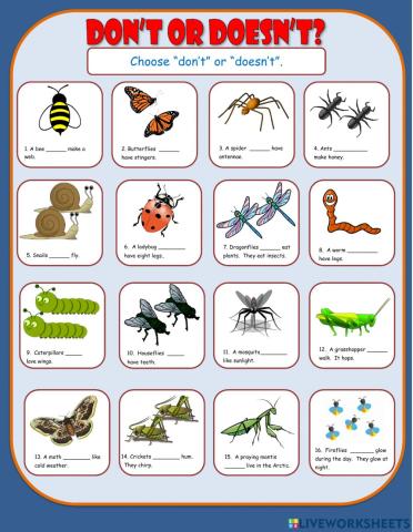 Don't Doesn't Multiple Choice 2