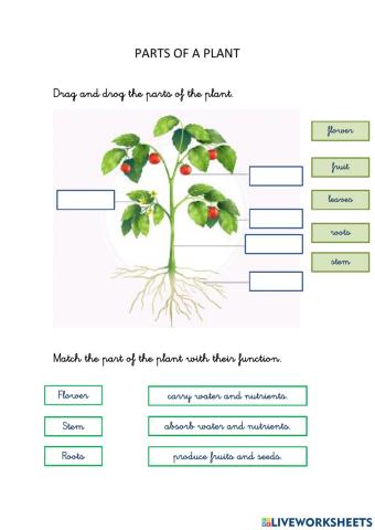 Parts of a plant