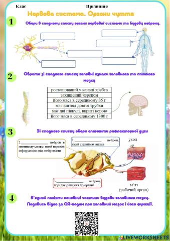 Нервова система та органи чуття