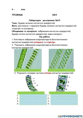 Лабораторне дослідження. Будова зелених нитчастих водоростей.