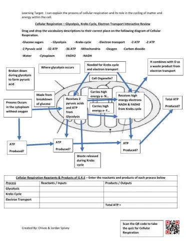 Cellular Respiration Interactive Review with Quiz