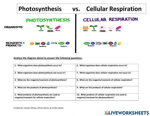 Photosynthesis vs. Cellular Respiration Comparison Interactive Activity