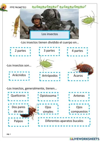Insectos