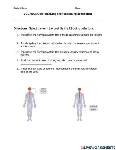 Vocabulary - Receiving and processing information