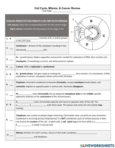 Mitosis and Cell Cycle