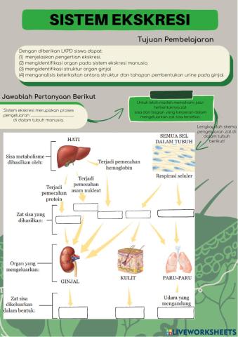 Sistem Ekskresi Ginjal