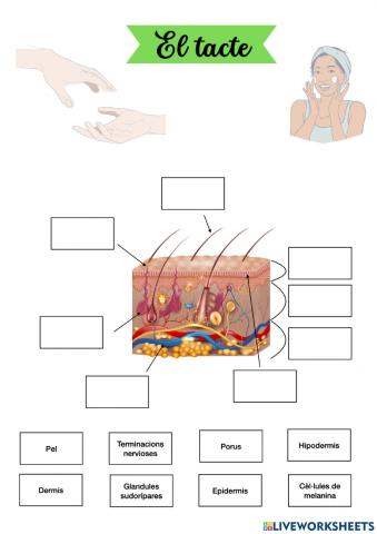 El tacte