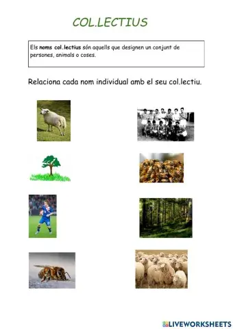 Noms col.lectius