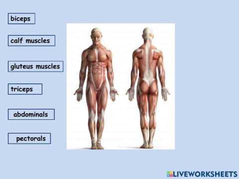 Muscles