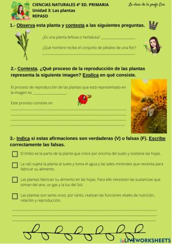 Repaso Las plantas