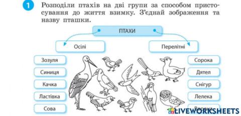 Птахи взимку