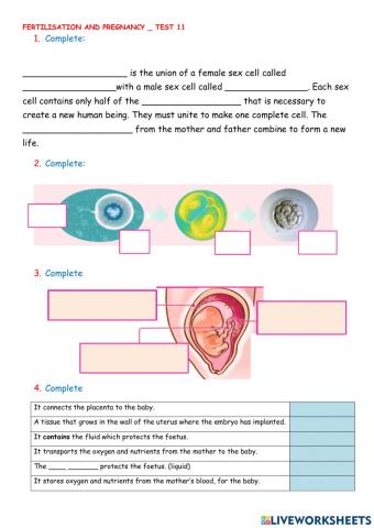 Fertilisation and pregnancy