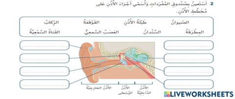 أجزاء الأذن