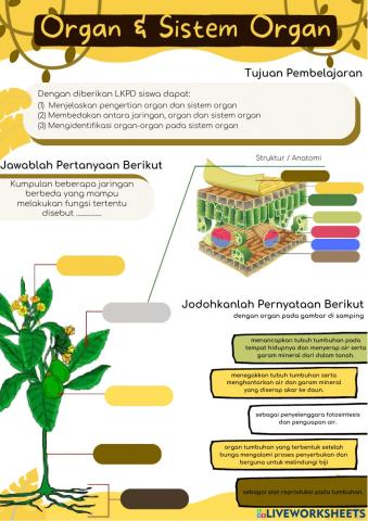 Organ & Sistem Organ
