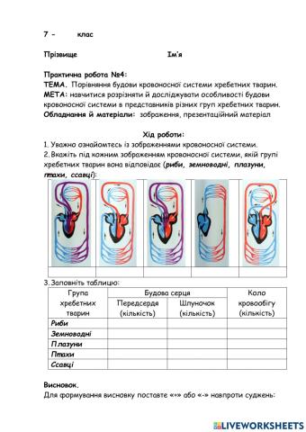 Практична робота.  Порівняння будови кровоносної системи хребетних тварин.