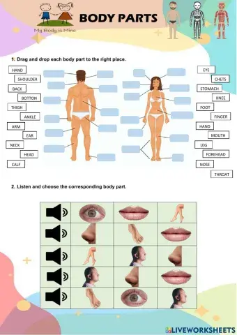 Human Body Parts