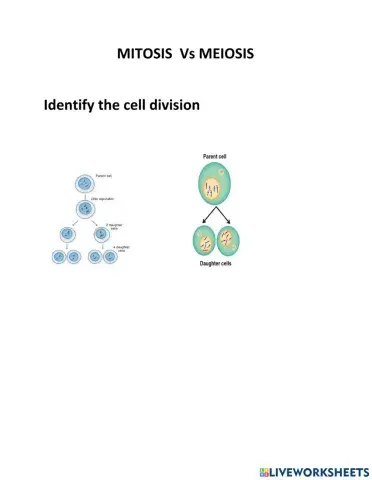 Mitosis-Meiosis