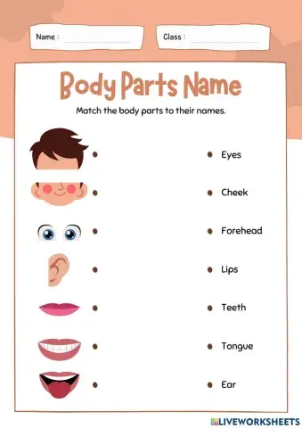 Parts of Body - Parts of the Head